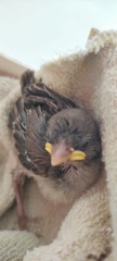 Passer domesticus
