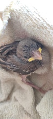 Passer domesticus