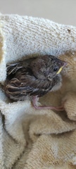Passer domesticus