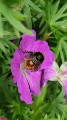 Merodon equestris