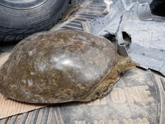 Apalone spinifera emoryi