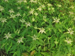 Monarda stipitatoglandulosa