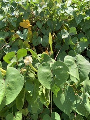 Ipomoea alba