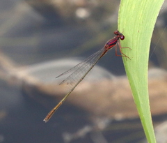 Enallagma dubium