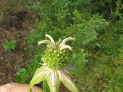 Monarda stipitatoglandulosa