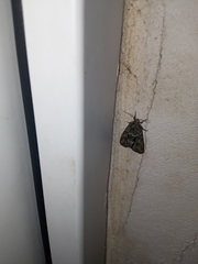 Cryphia fraudatricula