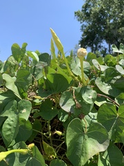 Ipomoea alba