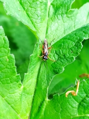 Tenthredo atra