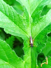 Tenthredo atra