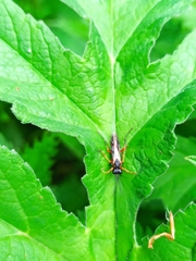Tenthredo atra