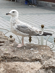 Larus michahellis