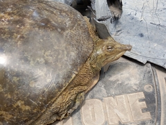 Apalone spinifera emoryi