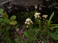 Antennaria racemosa