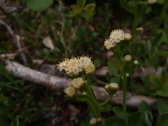 Antennaria racemosa
