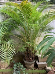 Dypsis lutescens