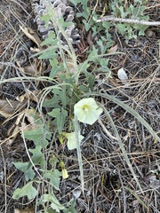 Calystegia malacophylla