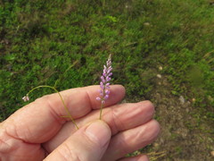 Polygala ambigua