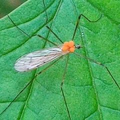 Tipuloidea