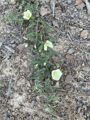 Calystegia malacophylla