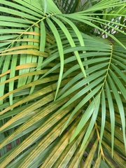 Dypsis lutescens