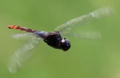 Tauriphila australis