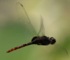 Tauriphila australis