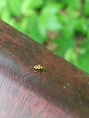 Rhabdomiris striatellus