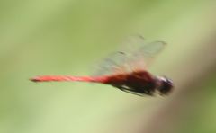 Tauriphila australis