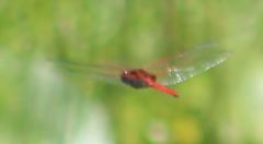 Tauriphila australis