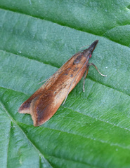Dichomeris ustalella