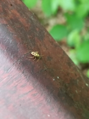 Rhabdomiris striatellus