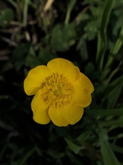 Ranunculus repens