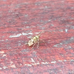 Rhabdomiris striatellus