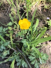Ranunculus repens