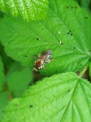 Andrena haemorrhoa