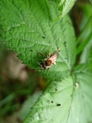 Andrena haemorrhoa