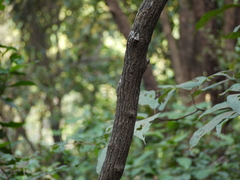 Ventilago madraspatana