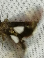 Catephia alchymista