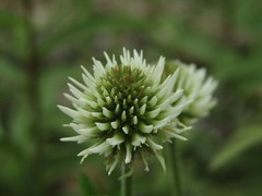 Trifolium montanum