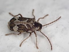 Ptinomorphus imperialis