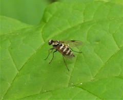 Chrysopilus fasciatus