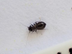 Lepinotus