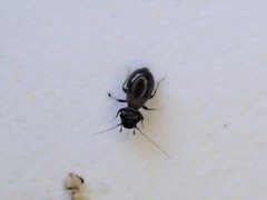 Lepinotus