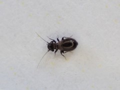 Lepinotus