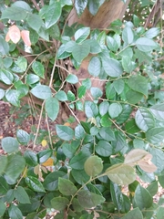 Loropetalum
