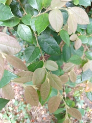 Loropetalum