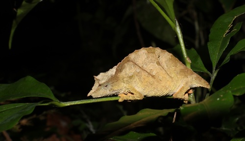 Moyer's Pygmy Chameleon - Photo (c) Mikael Bauer, some rights reserved (CC BY-NC), uploaded by Mikael Bauer