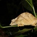Moyer's Pygmy Chameleon - Photo (c) Mikael Bauer, some rights reserved (CC BY-NC), uploaded by Mikael Bauer