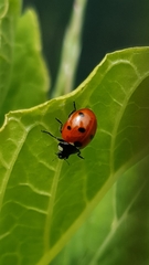 Coccinella septempunctata