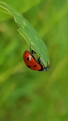 Coccinella septempunctata